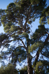 tree in the sky