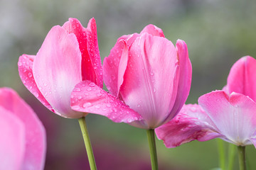 open pink tulip blossoms with raindrops on petals on rainy cloudy morning in early spring