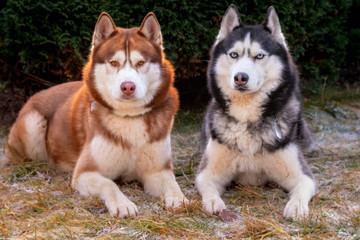 Siberian Husky dogs lie on the frozen grass