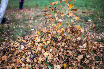 Harvesting dry leaves. Restoring order on the street. Fallen leaves are collected in a pile. Gardener work rake. Improvement in the city. Dry leaves form a layer on the ground.