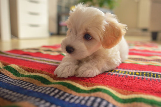 Cute Maltezer Dog Laying On Carpet