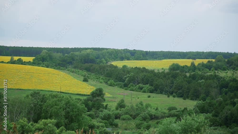 Canvas Prints landscape of green trees and yellow fields with sunflowers