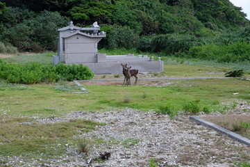 慶良間鹿