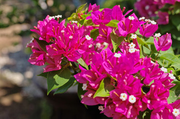 Beautiful blooming Lesser bougainvillea ,paperflower ,great bougainvillea (Bougainvillea glabra ,B. spectabilis) is thorny ornamental vine has tiny white flowers in clusters surrounded by papery bract