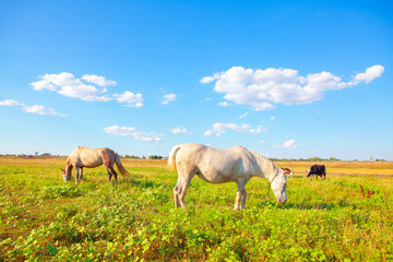 Naklejka na ściany i meble white horses grazing on the summer meadow 