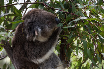 Koala is a native animal in Australia, this lives in Phillip Island in Victoria