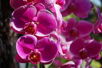 Fototapeta na wymiar orchid on a green background