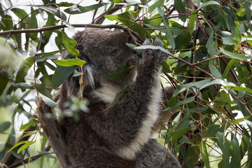 Koala is a native animal in Australia, this lives in Phillip Island in Victoria