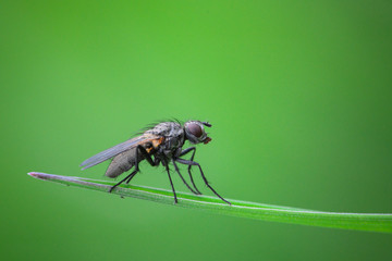 insect on a green background