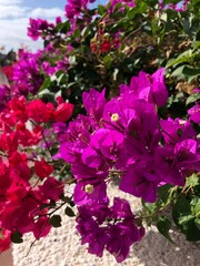 flowers in the garden