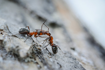 ants fight each other on a tree
