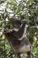 Obraz premium Koala is a native animal in Australia, this lives in Phillip Island in Victoria