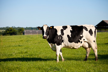 Fototapeta na wymiar Vache laitière, campagne et nature en France.