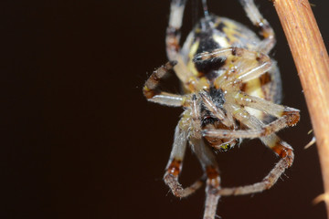 closeup of a spider on a stalk