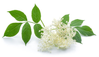 Elderberry inflorescence on white background.