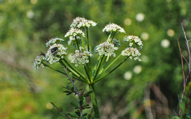 Hemlock, wolf parsley, in full bloom.