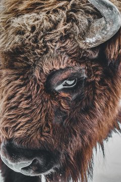 Closeup of a brown bison eye with horns under the lights during daytime