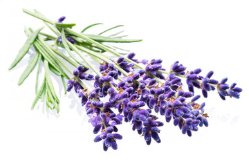 Bunch of lavandula or lavender flowers isolated on white background.