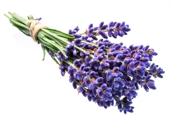 Glasschilderij Lavendel Stelletje lavandula of lavendel bloemen op witte achtergrond.