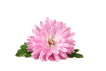 Chrysanthemum bright pink flower with green leaf isolated on white background