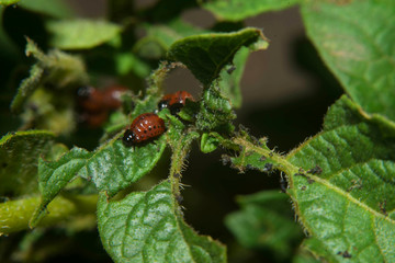 Colorado beetle macro eating potato leaf.