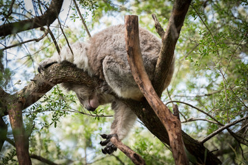 Koala is a native animal in Australia, this lives in Phillip Island in Victoria