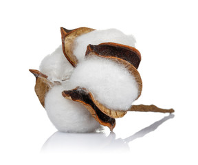 Cotton boll isolated on white background