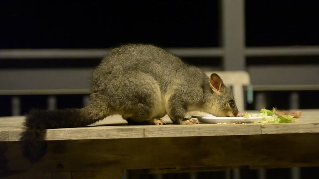 brush tailed possum raccoon in Kangaroo Island