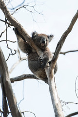 Koala is a native animal in Australia, this lives in Phillip Island in Victoria
