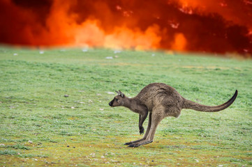 Kangaroo escaping from Australia bush fire