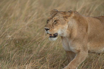 Lioness walking in a tall grass seen at Masai Mara, Kenya, Africa