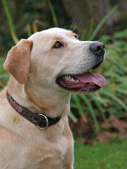 Labrador Dog Headshot