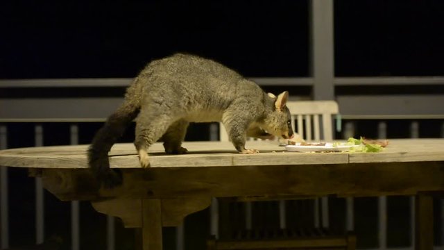 brush tailed possum raccoon in Kangaroo Island