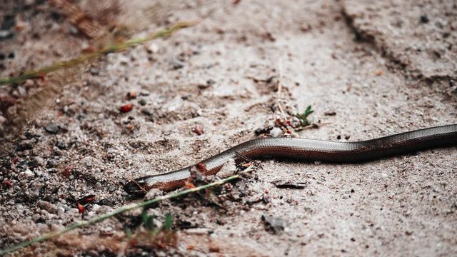 Beznoga jaszczurka czyli Padalec zwyczajny (Anguis fragilis)  spotkana na leśnej drodze