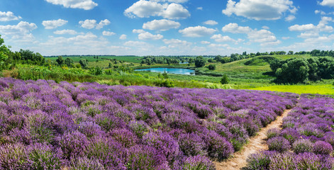 Path between flowering lavender shrubs. Cloudy sky and lake at the background.