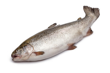 Fresh salmon fish isolated on white