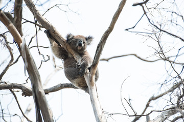Koala is a native animal in Australia, this lives in Phillip Island in Victoria