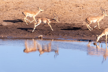 A group of Impalas -Aepyceros melampus- running nervously around a waterhole in Etosha National...