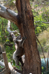 Koala is a native animal in Australia, this lives in Phillip Island in Victoria