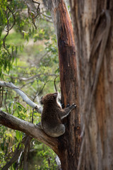 Koala is a native animal in Australia, this lives in Phillip Island in Victoria
