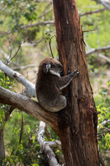 Koala is a native animal in Australia, this lives in Phillip Island in Victoria