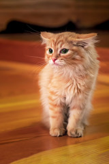 Obraz premium Kitty red on wooden background. Home cozy background. Redhead kitten with green eyes