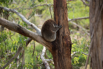 Koala is a native animal in Australia, this lives in Phillip Island in Victoria