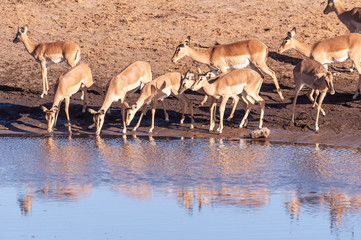 A group of Impalas -Aepyceros melampus- drinking from a waterhole in Etosha National Park, Namibia.