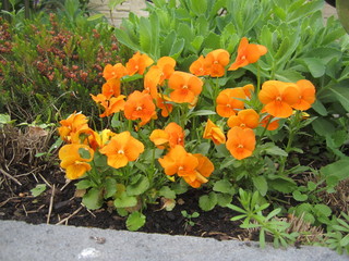 orangene Hornveilchen