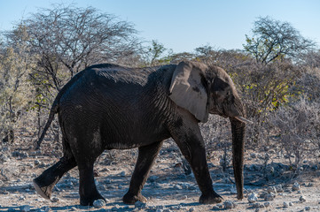 Fototapeta premium A giant African Elephant -Loxodonta Africana- walking pas after having taken a bath in a waterhole in Etosha National Park, Namibia.