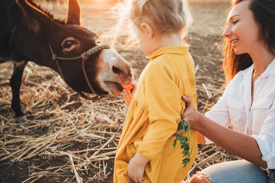 Mom and daughter feed and pet a donkey in a contact zoo.