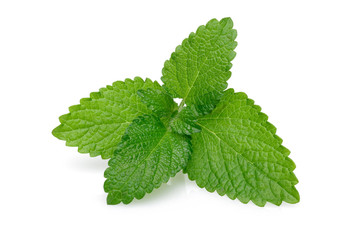 Bunch of lemon balm or melissa plant isolated