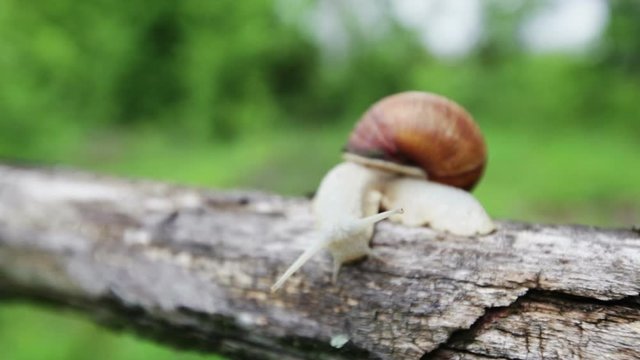 Big snail in shell crawling on the tree over green blurred nature background. Closeup view. Day light , spring season.