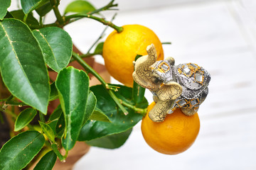 Lemon plant with an elephant figurine on a light background.